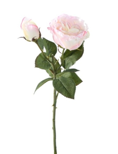 ROSA 1 1 (Precio neto promocional)