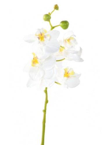 PHALAENOPSIS ORQUÍDEA