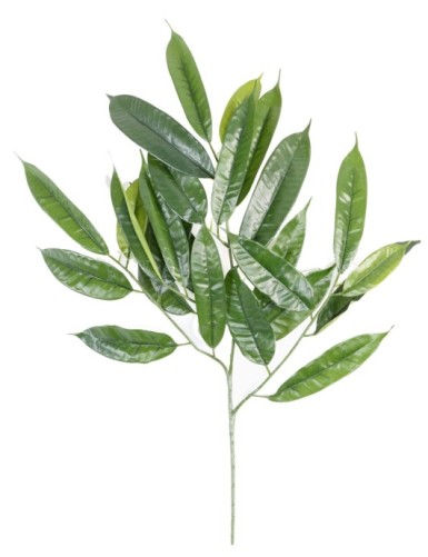 FICUS LONGIFOLIA RAMA *25