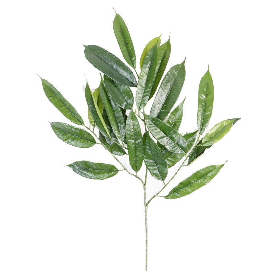 FIKUS LONGIFOLIA ZWEIG *25