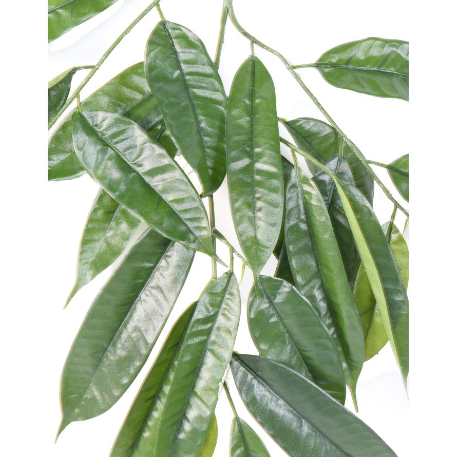 FIKUS LONGIFOLIA ZWEIG *25