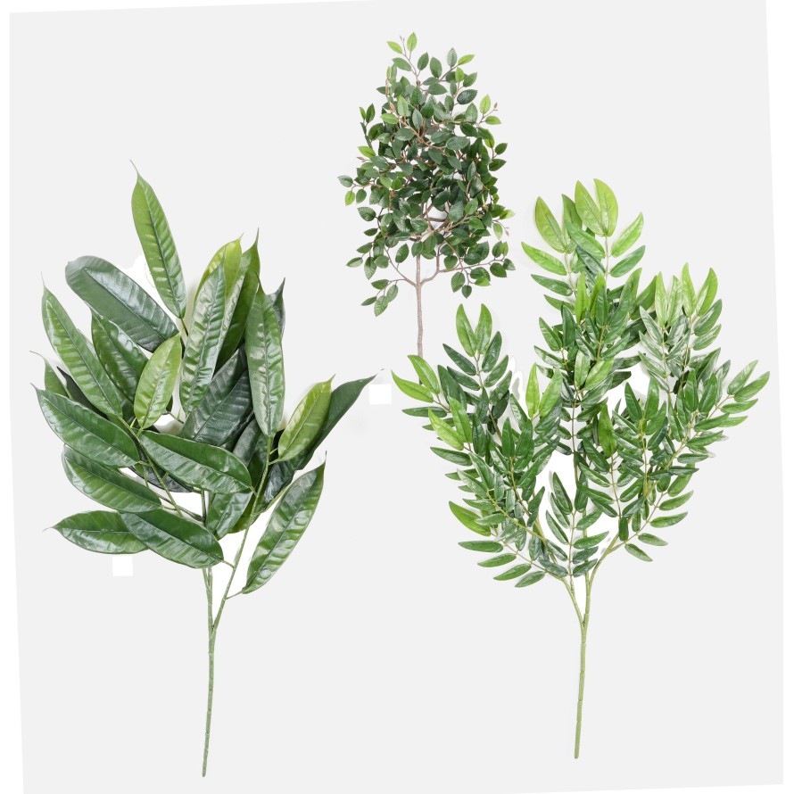 FIKUS LONGIFOLIA ZWEIG *25