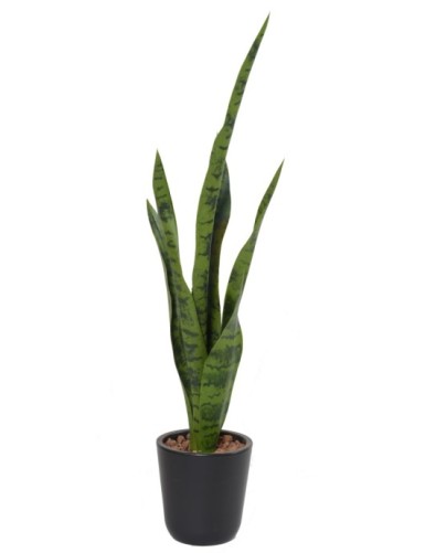 SANSEVIERIA SIN MACETA MIXTA