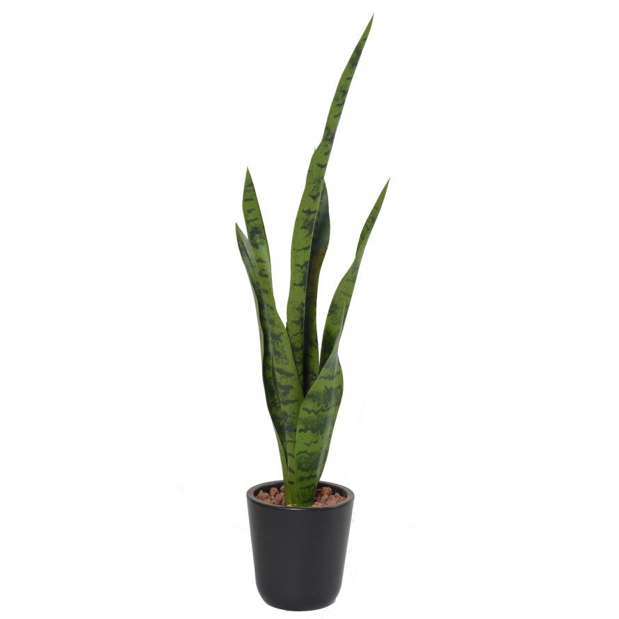 SANSEVIERIA SIN MACETA MIXTA
