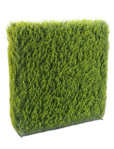 ZYPRESSE JUNIPERUS HECKE...