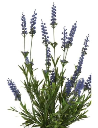 LAVANDA PLÁST.