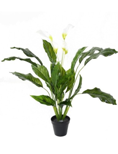 SPATHIPHYLLUM GROSS PLAST