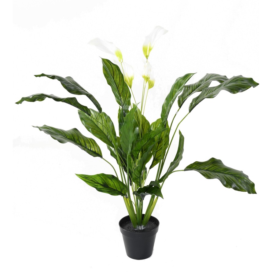 SPATHIPHYLLUM GROSS PLAST