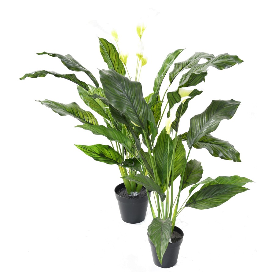 SPATHIPHYLLUM GROSS PLAST
