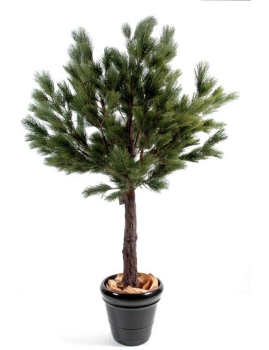 PINO AUSTRIACO CABEZA