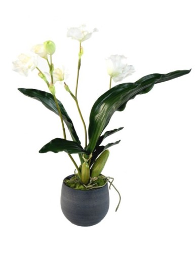 STRAUSS LYKASTE IM GRAFIT-TOPF