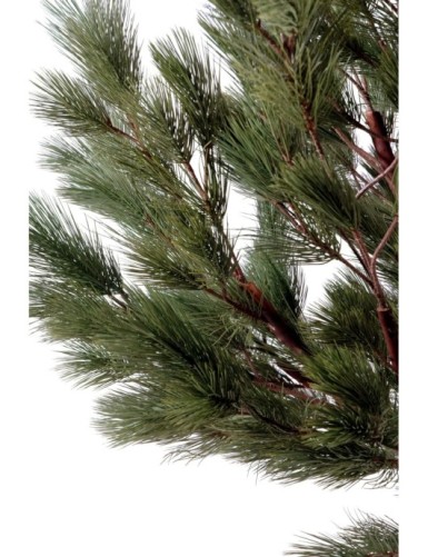 PINO AUSTRIACO CABEZA