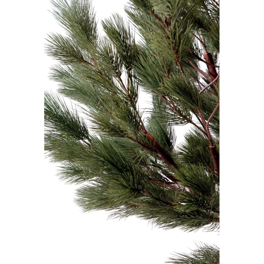 PINO AUSTRIACO CABEZA