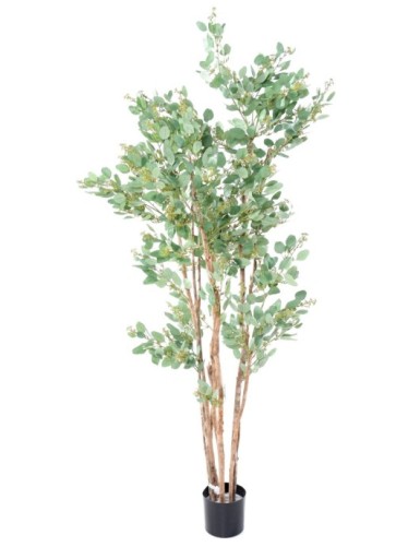 EUKALYPTUS 81 BEEREN