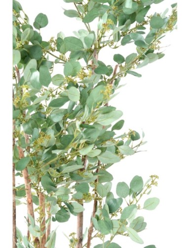 EUKALYPTUS 81 BEEREN