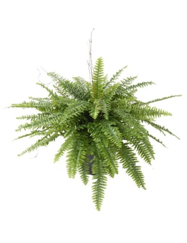 FARN GIANT BOSTON IM TOPF