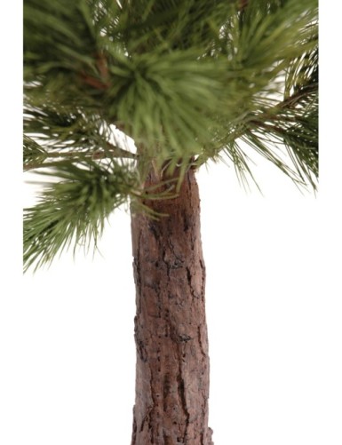 PINO AUSTRIACO CABEZA