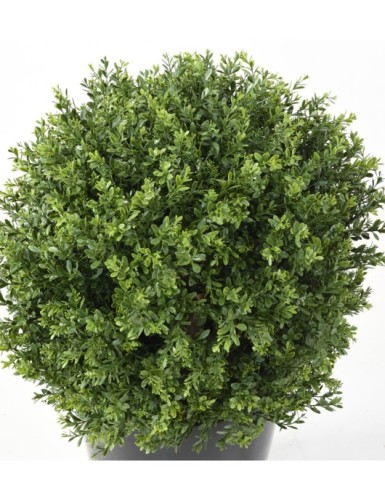 BUCHSBAUM KUGEL RED DAY UV