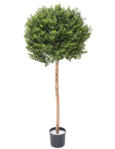 BOJ RED DAY TALLO ESFERA...