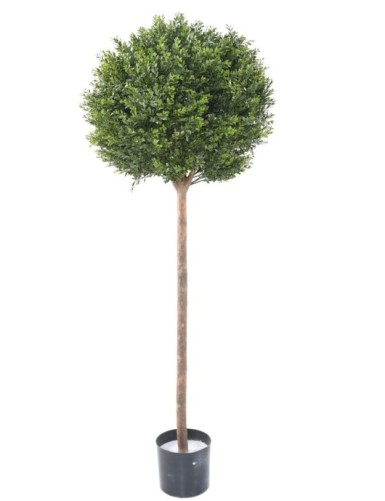 BOJ RED DAY TALLO ESFERA...