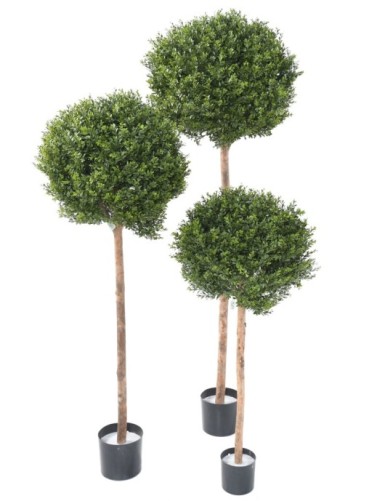 BUCHSBAUM RED DAY STAMM KUGEL UV