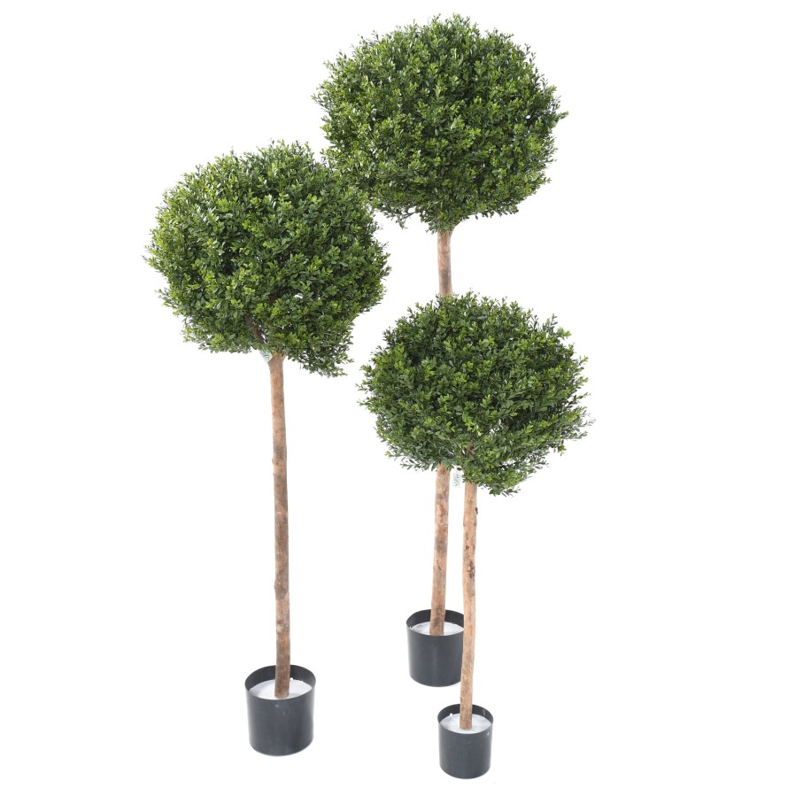 BUCHSBAUM RED DAY STAMM KUGEL UV