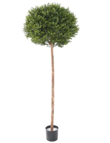 BOJ RED DAY TALLO ESFERA...