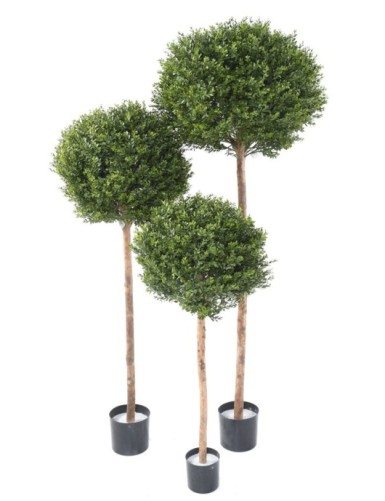 BUCHSBAUM RED DAY STAMM KUGEL UV