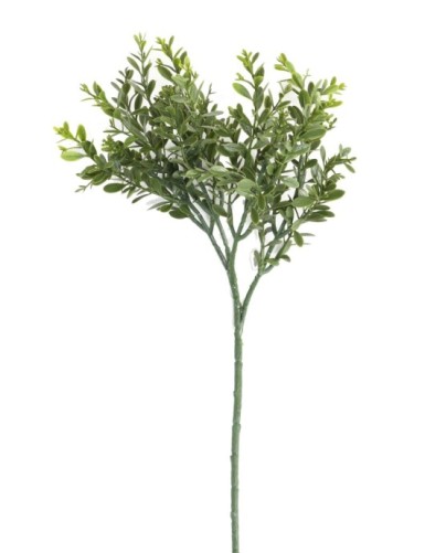 BUCHSBAUM RED DAY UV ZWEIG