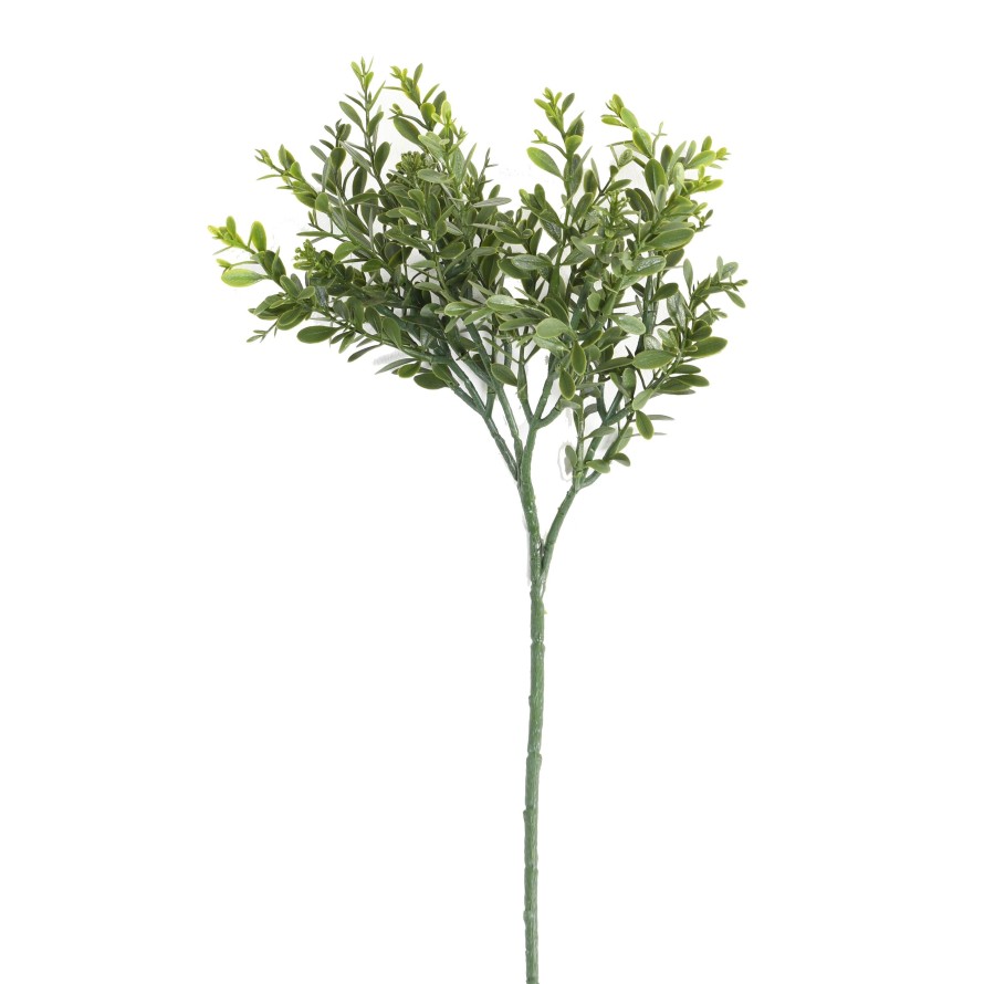 BUCHSBAUM RED DAY UV ZWEIG