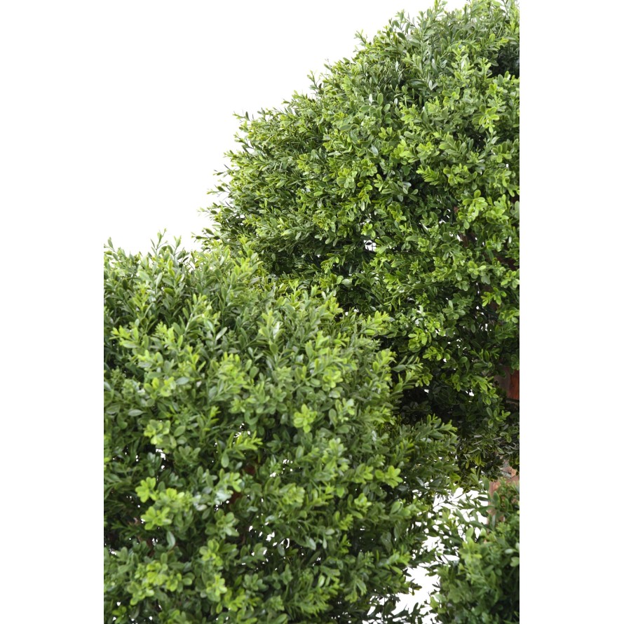 BOJ ESFERA RED DAY RESISTENTE A LOS RAYOS UV