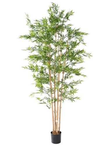 BAMBÚ JAPONÉS PLÁST....