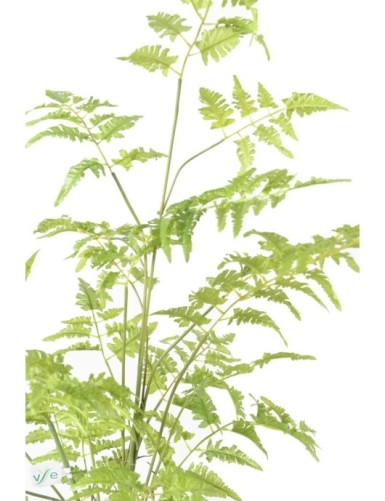 FERN