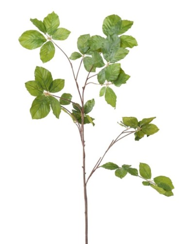 HAINBUCHE BAUM ZWEIG