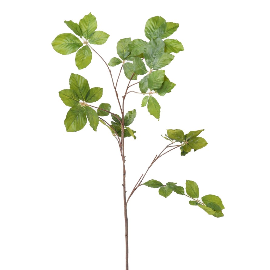 HAINBUCHE BAUM ZWEIG