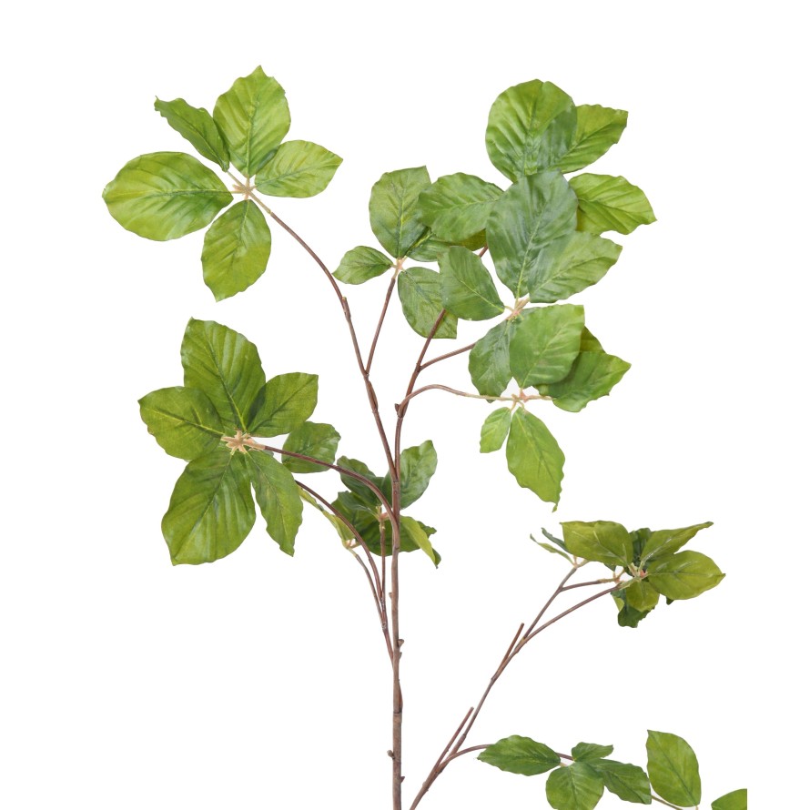 HAINBUCHE BAUM ZWEIG