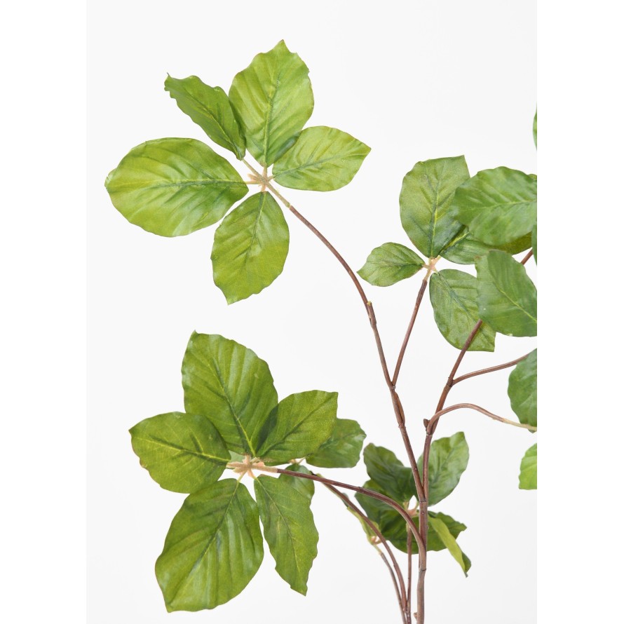 HAINBUCHE BAUM ZWEIG