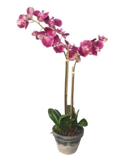 PHALAENOPSIS IM TOPF 85