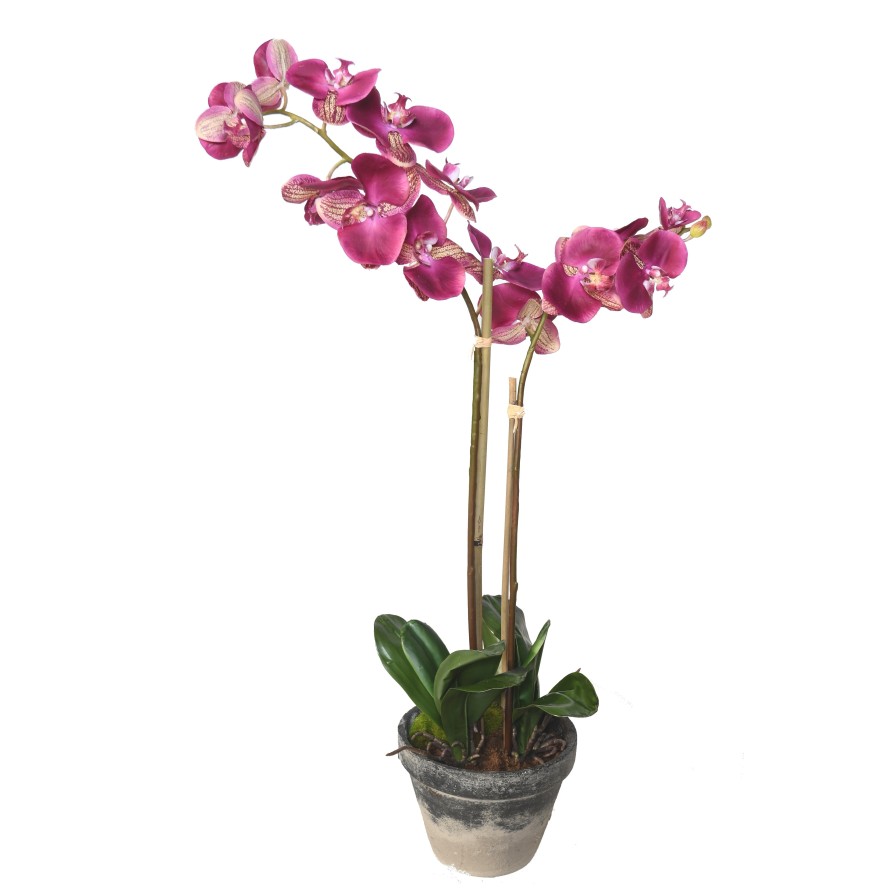 PHALAENOPSIS IM TOPF 85