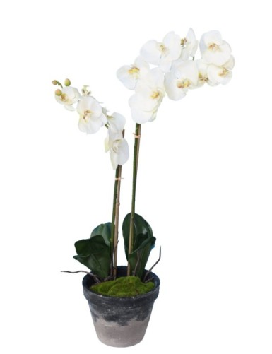 PHALAENOPSIS IM TOPF 85