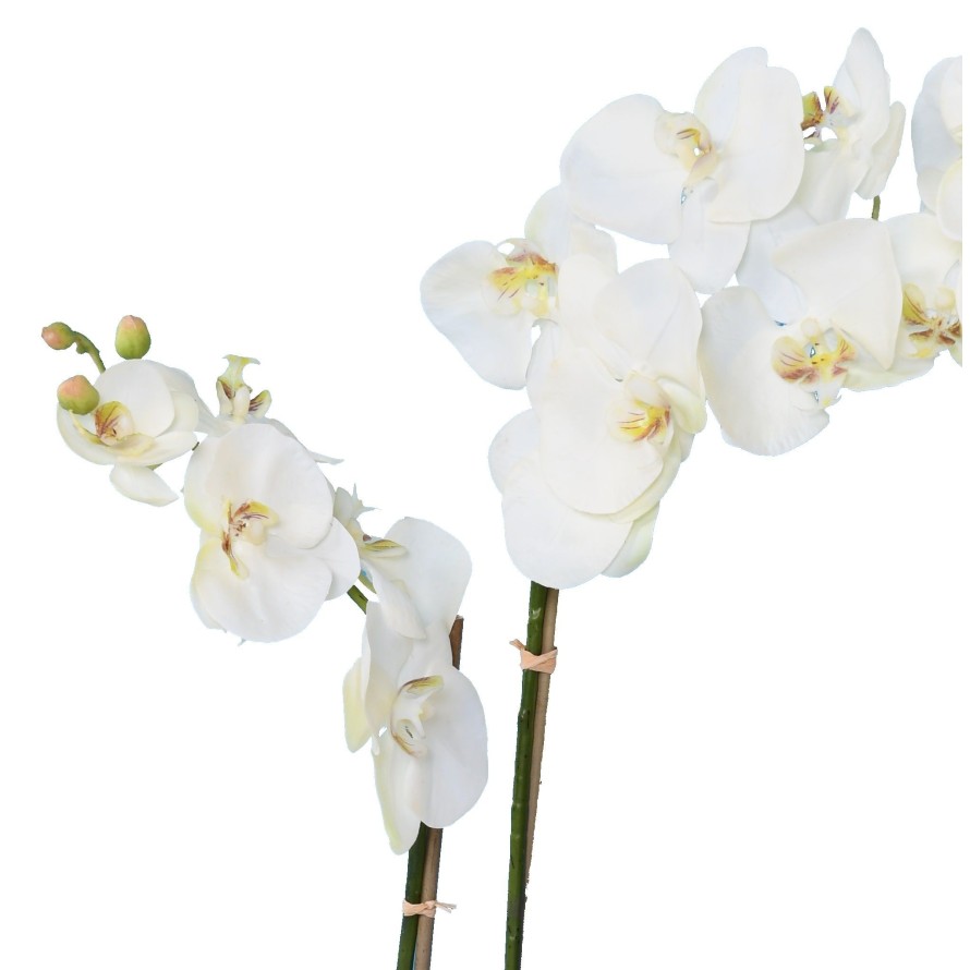 PHALAENOPSIS IM TOPF 85