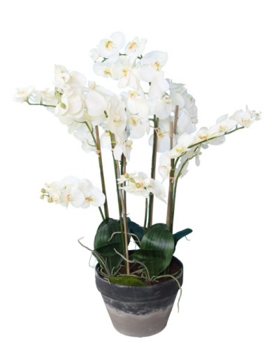 PHALAENOPSIS IM TOPF 105