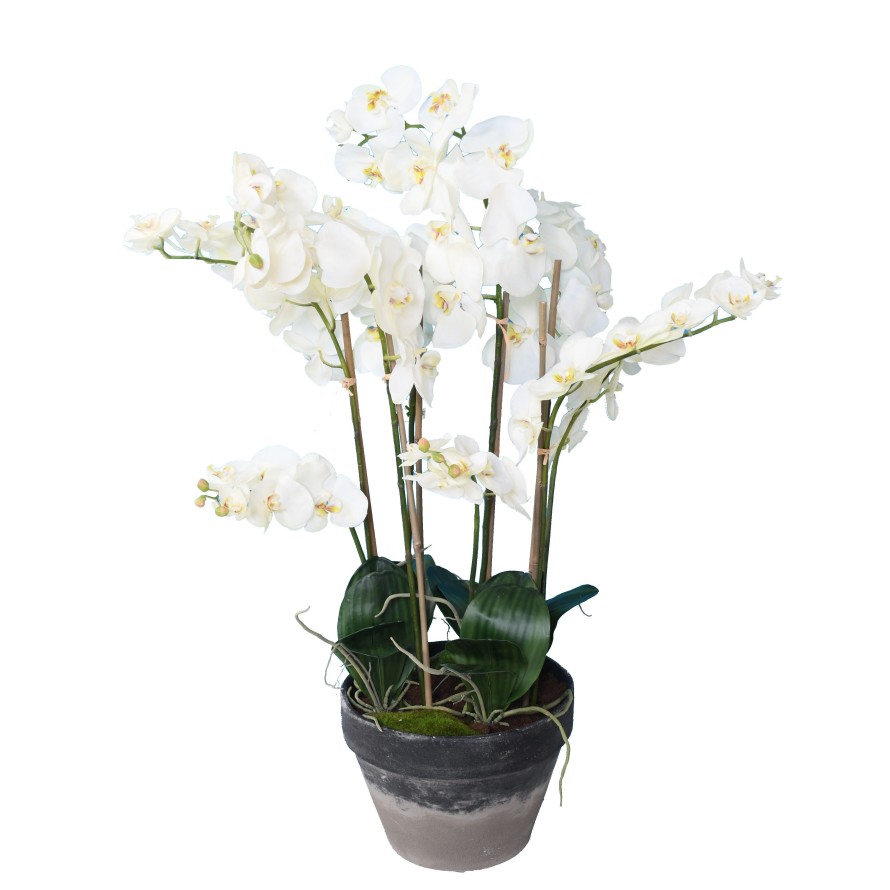 PHALAENOPSIS IM TOPF 105
