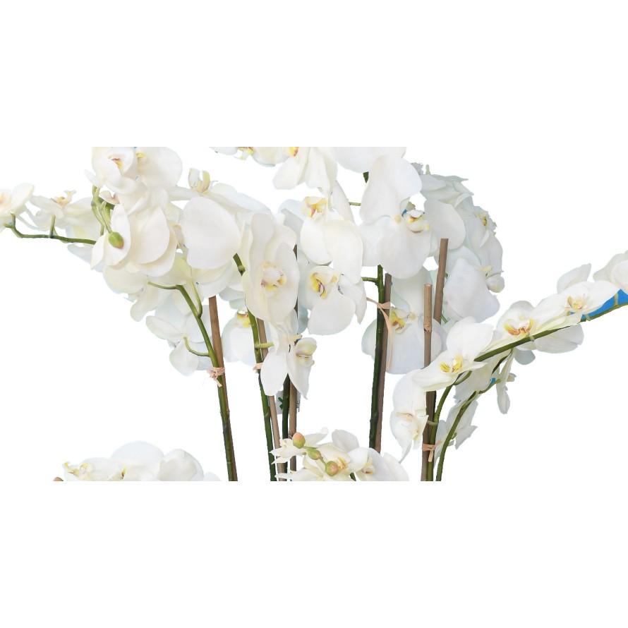 PHALAENOPSIS IM TOPF 105