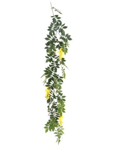 GLICINA GUIRNALDA NEW