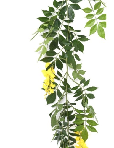 GLICINA GUIRNALDA NEW