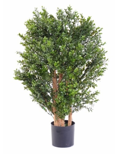 BOJ NEW ARBUSTO RESISTENTE...