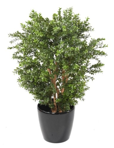 BOXWOOD NEW BUSH UV