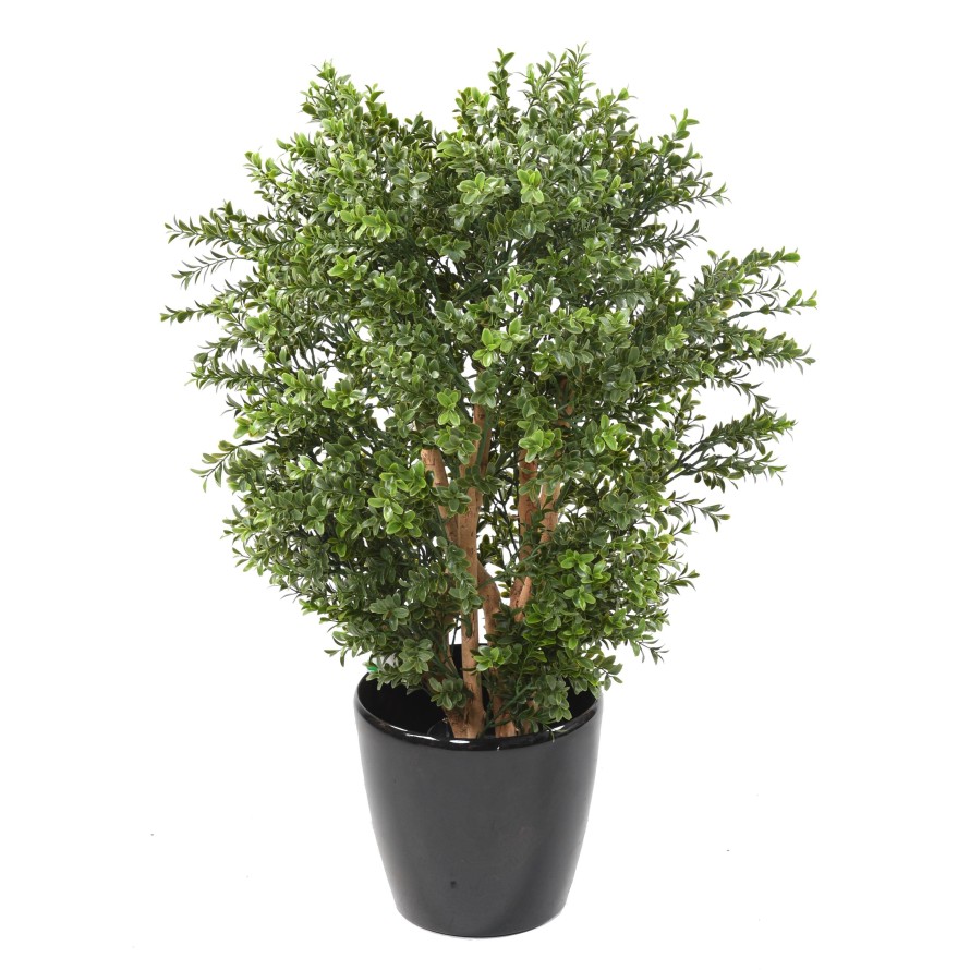 BOXWOOD NEW BUSH UV