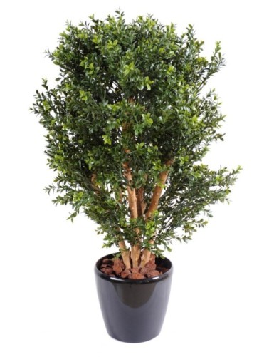 BOJ NEW ARBUSTO RESISTENTE...